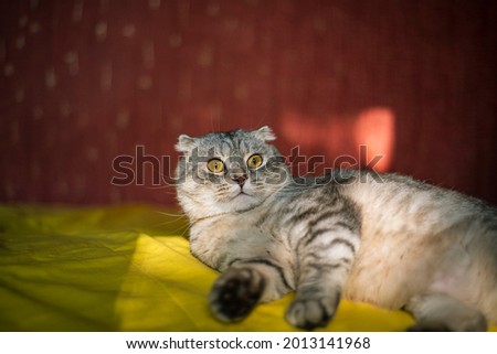 Cute Scottish Fold cat on a yellow-red background, chinchilla color, funny cat sits on a yellow sofa