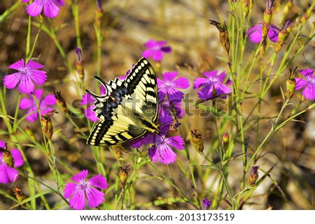 Swallowtail butterfly in search of sweet nectar