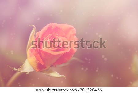 Dreamy photo of a rose in the garden
