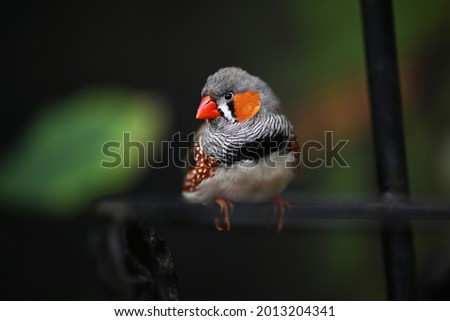 beautiful bird little Taeniopygia guttata Royalty-Free Stock Photo #2013204341