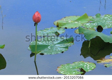 The sky and clouds reflected in the lotus pond and the water surface