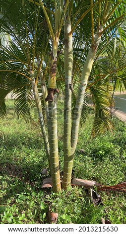 Green Areca Palm trees or Dypsis lutescens, also known as golden cane palm, Areca or Yellow palm, or butterfly palm