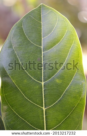 bandung city,west java indonesia.this is macro tropical leaf 