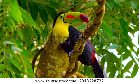 Toucan is a bird with a large yellow or orange beak