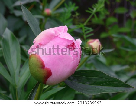Pink peony bud framed by green leaves on a summer day. close-up. Peony garden bush, detail. Pink bud on a dark background. Natural background. Peony bush in nature. 