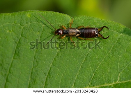 A European Earwig is resting on a green leaf. Also known as a Common Earwig, it is an invasive species in North America.  