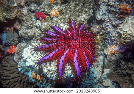 A Crown of Thorns Starfish on a tropical coral reef under the sea. Concept of the integrity of the sea nature.