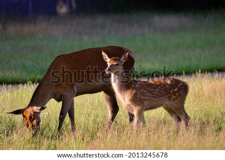 Red deer calf with female adult red deer grazing on the meadow in summer. 