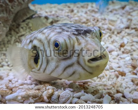 Close up picture of one kind of puffer fish.
