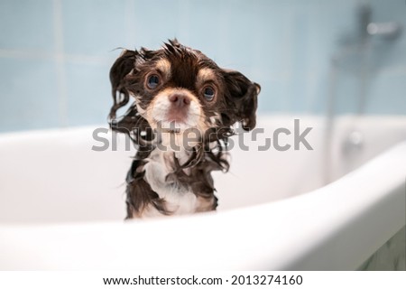 wet chihuahua dog posing in a bath tub