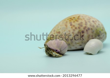 Two hermit crabs (Paguroidea sp) are walking slowly around the shell of a large dead hermit crab. 