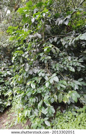 Arabica coffee tree in research plot
