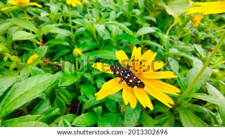 A small black butterfly sitting on a yellow flower. It's a meadow 