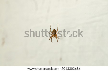small aggressive spider sits on a web on a light background