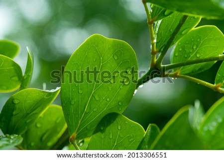 Water on leave background, Green leaf nature 
