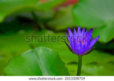 A blue water lily in a pond in Can Tho, Mekong Delta, Vietnam
