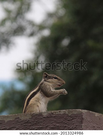 A cute squirrel eating food