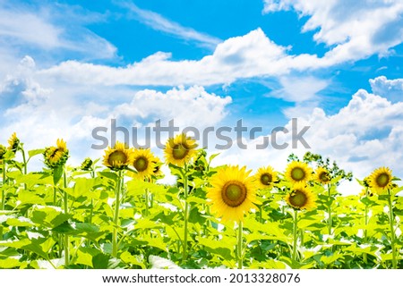 Beautiful Landscape of Blooming Sunflowers under The Blue Sky in Summer, Kagawa Prefecture in Japan, Travel or Vacation Background, Nobody