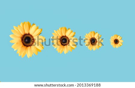 Creative pattern made with yellow sunflowers on a pastel blue background. Summer concept with copy space.