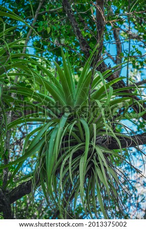 Photo taken in the jungle of the Dominican Republic. The epiphyte restorations grow on another large tree. Epiphytic plants have a symbiotic relationship with the host tree. Royalty-Free Stock Photo #2013375002