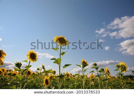 Beautiful sunflower sunshine message background - large yellow sunflower head on right with a blue sky cloudy background and sun burst above with copy space