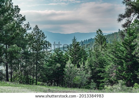 Photo shows a rainforest with various types of trees. The image shows the jungle growing in the mountains at an altitude of 2000 meters. So you can see one pine tree with huge hanking moss. Royalty-Free Stock Photo #2013384983