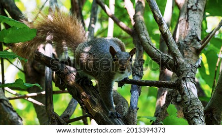 Eastern gray squirrel hides in the shade of a tree