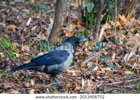 grey crow in the field with green leaves