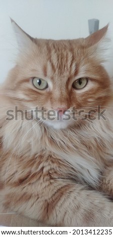 yellow siberian cat with green eyes
