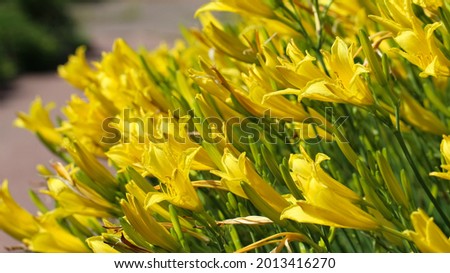 Flower bed full of yellow lily flowers with selective focus in botanical garden, large format