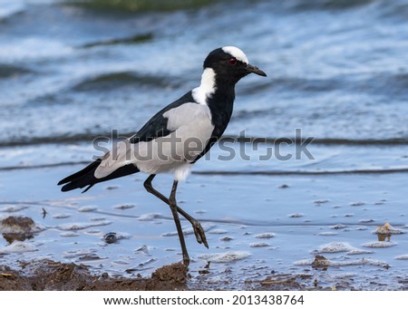 Ons blacksmith lapwing feeding in shallow water