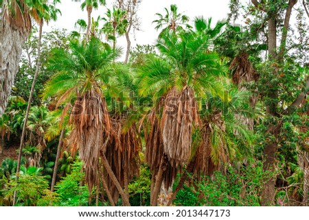 Tropical forest with palm trees in Balboa Park, San Diego