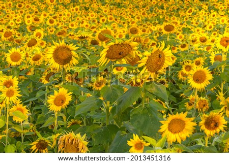 Field of blooming sunflower pattern