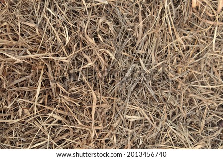 gray brown dry grass texture