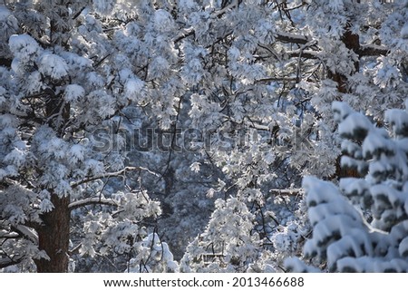 Snow Falling in Winter Wonderland