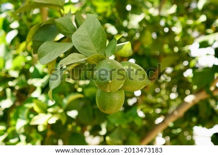 Three green lemons hanging from a lemon tree in an Andalusian patio in Seville