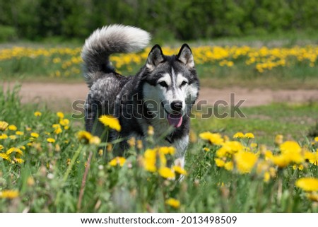 the siberian husky at field with yellow flowers