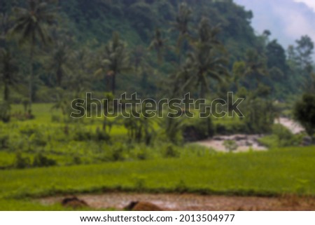 blur image of green rice field by the river