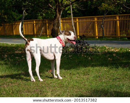 American Pitbull Terrier Dog is Happy Walking in the Public Park in Medellin, Colombia