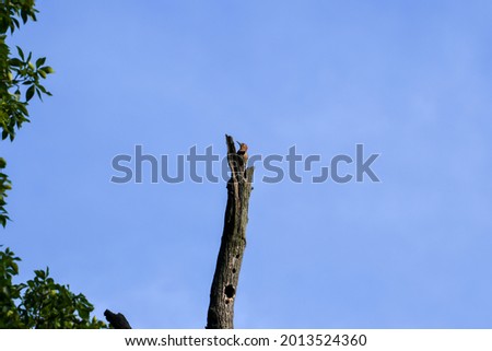 Female Northern Flicker Bird Perched on Top of Dead Tree Trunk with Woodpecker Holes in Front and Blue Sky Background