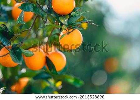 Tangarine tree with many fruits in sunlight Royalty-Free Stock Photo #2013528890
