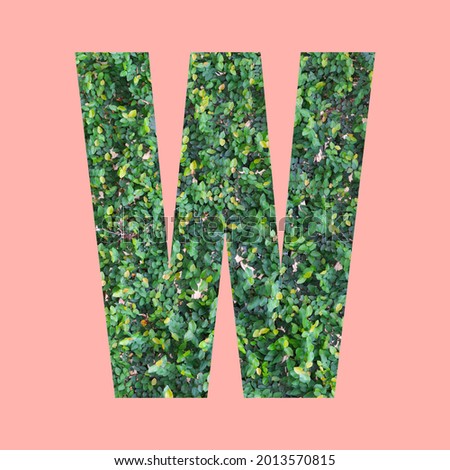Alphabet letters of shape W in green leaf style on pastel pink background for design in your work.
