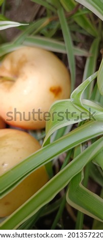A picture of raw apple in green leaves