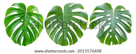 Monstera. three big juicy bright leaves isolated on a white background.
