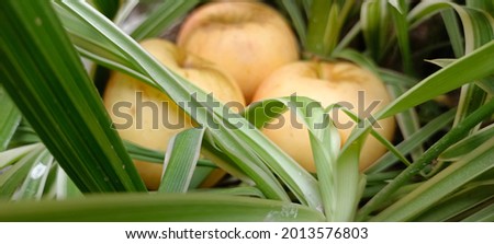 A picture of green leaves and apples