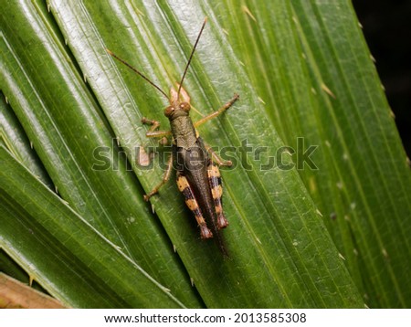 Grasshopper, green body, legs with black stripes, perched on leaves. in the natural forest