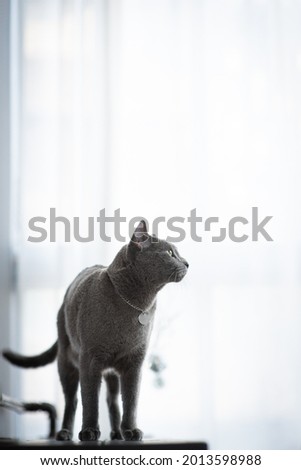 A gray cat is staring at something on the black table.