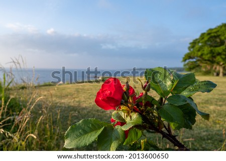 A red rose in the sunset with the Baltic Sea in the background. Picture from the Swedish island Oland