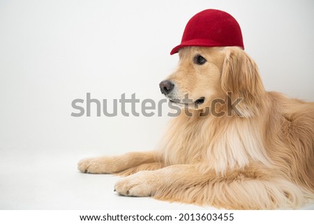 A golden retriever puppy is wearing a red hat against a white background.