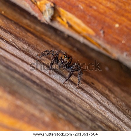 a beautiful macro-photo of a jumping spider at the local nature reserve
